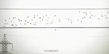 flying birds !  -  discipline !!