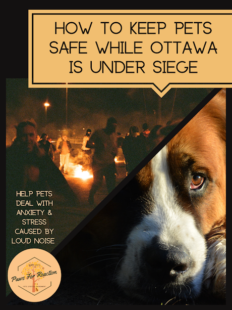 Ottawa Freedom Protest 2022 noise: How to help cats & dogs suffering from fear & anxiety