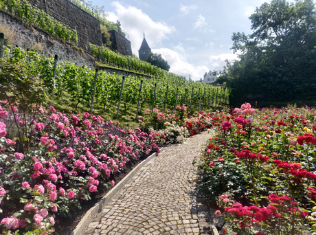 Rapperswil: of Rose Gardens and much more