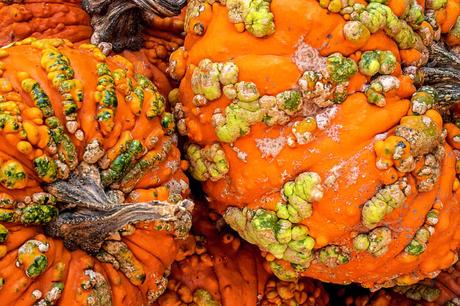 Our Top Halloween Pumpkin Seeds