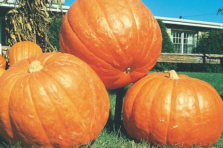 Our Top Halloween Pumpkin Seeds