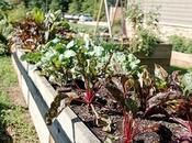 Ways More Sustainable Gardener