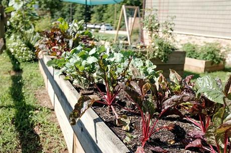 5 Ways To Be a More Sustainable Gardener