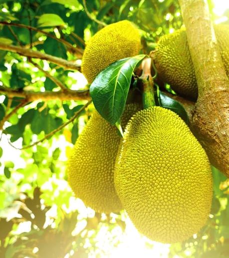 16 Secret benefits of eating jackfruit