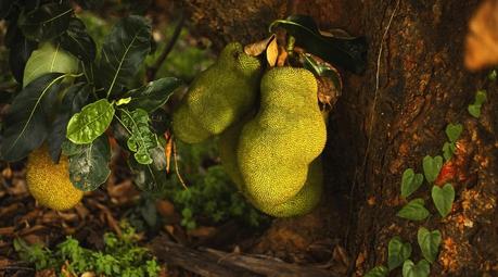 16 Secret benefits of eating jackfruit