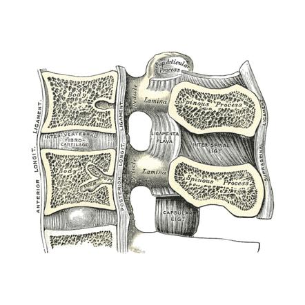 Ligaments of the Spine: Understanding Their Importance