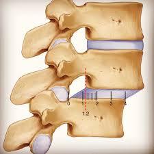 Ligaments of the Spine: Understanding Their Importance