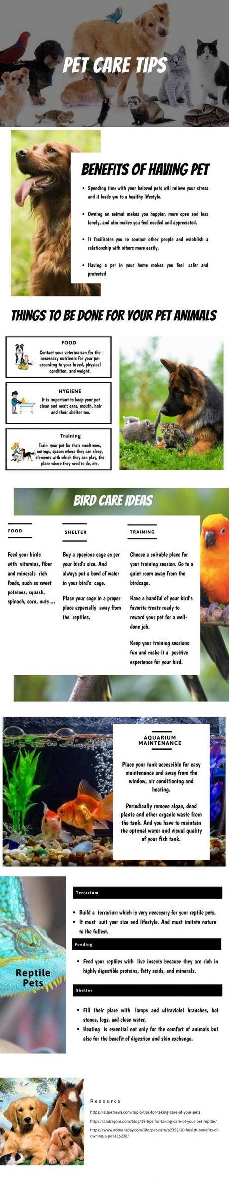 Choose Among the Best Dog Breeds to Make sure Your ‘Fido is of the Best Pedigree