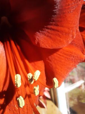 February Flowers