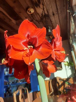 February Flowers