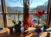February Flowers