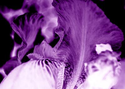 Iris variations in a narrow range