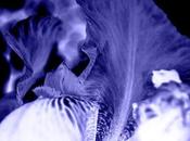 Iris Variations Narrow Range