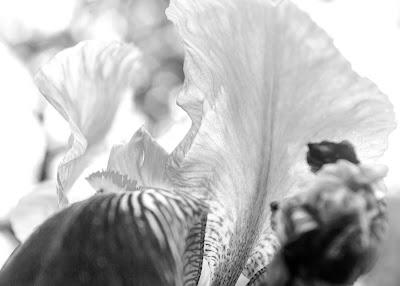 Iris variations in a narrow range