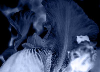 Iris variations in a narrow range