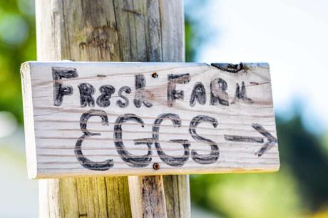 How Long Do Fresh Eggs Last? (Storing Farm Fresh Eggs)