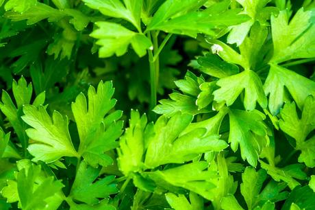 How to Create Your Own Herb Garden How to Create Your Own Herb Garden