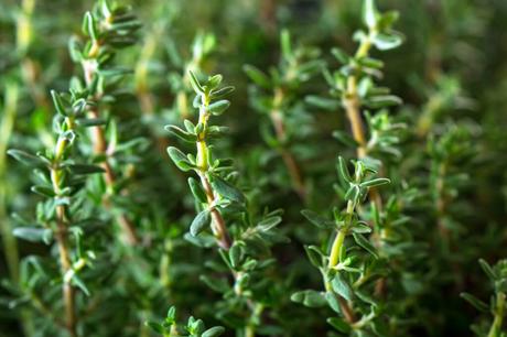 How to Create Your Own Herb Garden How to Create Your Own Herb Garden