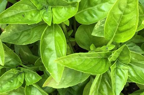 How to Create Your Own Herb Garden How to Create Your Own Herb Garden