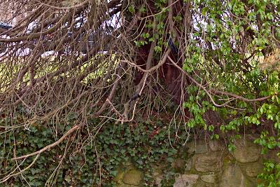 A park in Maplewood, New Jersey