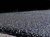 Asphalt Black, Tarry Substance That Frequently Used Pave Roadways Fill Potholes.