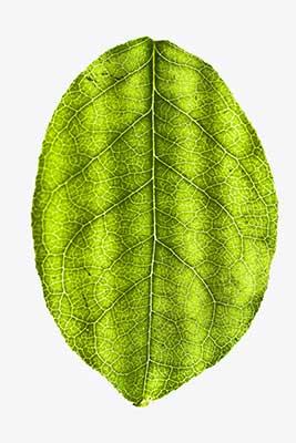 Texture in Photography – How to Use it to Your Advantage? leaf