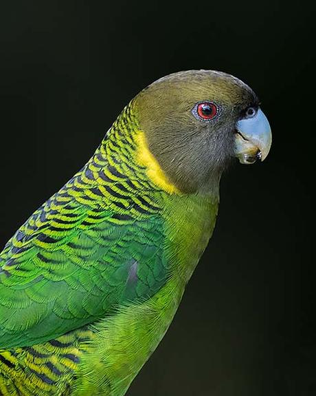 Texture in Photography – How to Use it to Your Advantage? Bird portrait with feather texture details