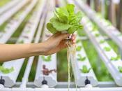 Method Growing Plants Nutrient Solutions Without Soil; Hydroponics