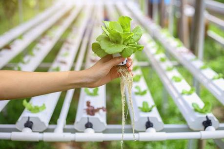 The Method of Growing Plants in Nutrient Solutions without Soil; Hydroponics