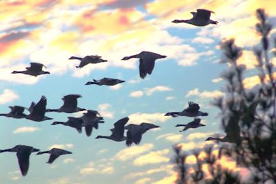 Friday Fotos: I love a parade [Hallucinated City]