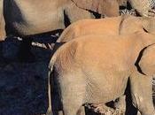 Namibia Elephant Exports