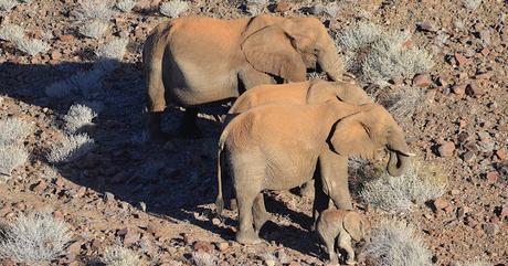 Namibia Elephant exports !