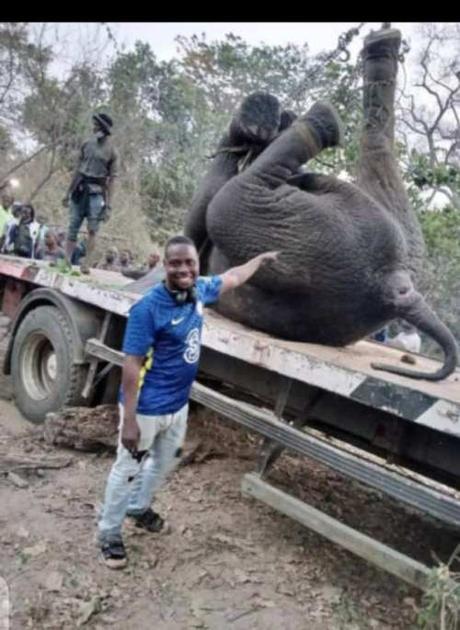 Huge Elephant Recently Spotted In Oyo Is Dead (Photos)