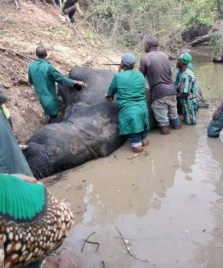 Huge Elephant Recently Spotted In Oyo Is Dead (Photos)