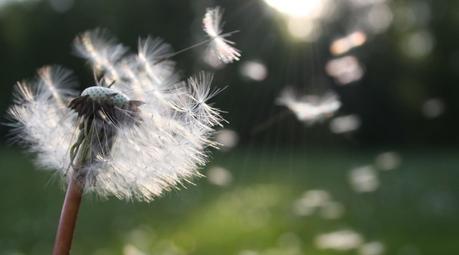 Dandelion: Benefits, nutrition, side effects, how to use