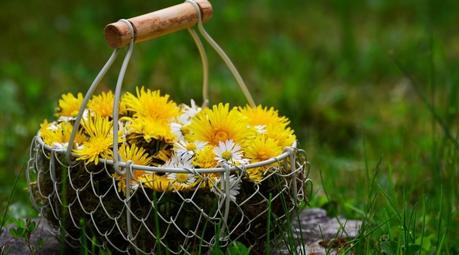 Dandelion: Benefits, nutrition, side effects, how to use