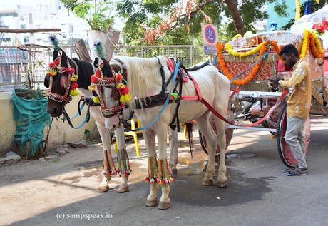 jhanvasa car vs horse drawn carriage