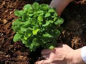 Free Best Sellers Gardening Horticulture Vegetables eBooks