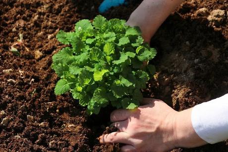 Free Best Sellers in Gardening and Horticulture Vegetables eBooks