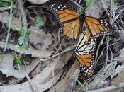 MONARCHS BACK: Visit Coronado Butterfly Preserve, Goleta,