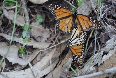 THE MONARCHS ARE BACK: A Visit to the Coronado Butterfly Preserve, Goleta, CA