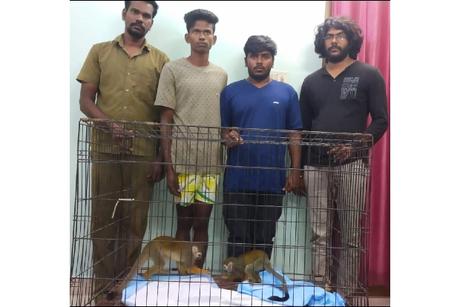 squirrel monkey stolen from Vandalur !!