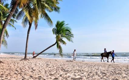 Enchanting Travels Thailand Tours Coconut palm and horse on the hua hin beach,Hua Hin beach Thailand