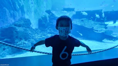 Soar high and dive deep - Asher is 6!