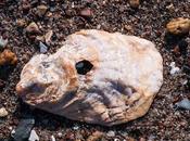 Shells, Sand, with Holes