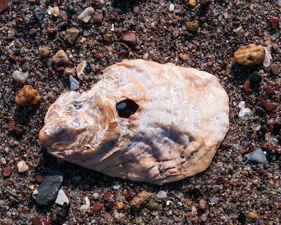 Shells, sand, with holes