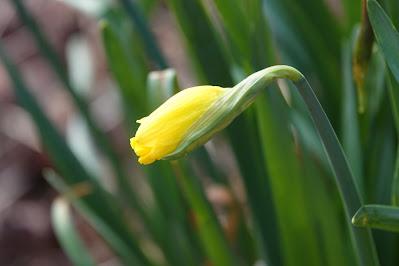 The First Daffodils