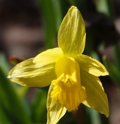 The First Daffodils
