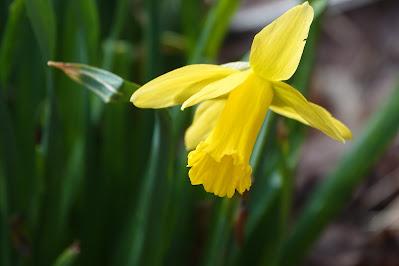 The First Daffodils