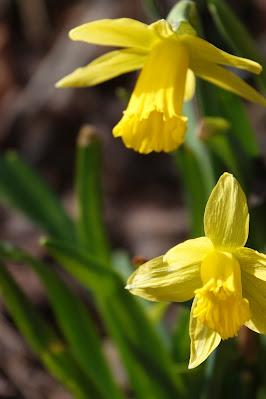 The First Daffodils